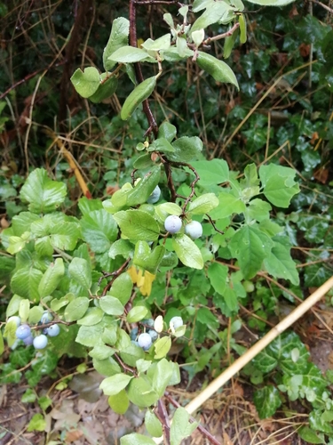 Prunus spinosa