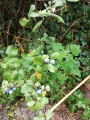 Steppe Cherry (Prunus stepposa)