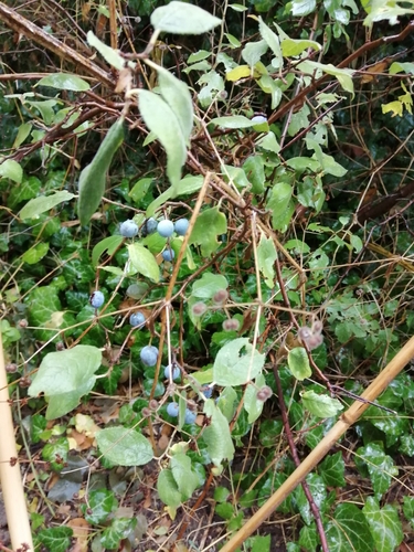 Prunus spinosa