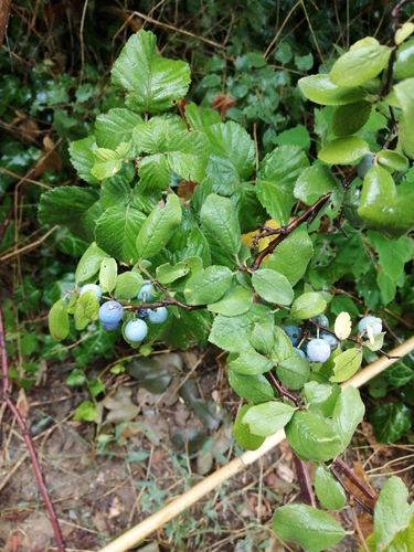 Prunus spinosa