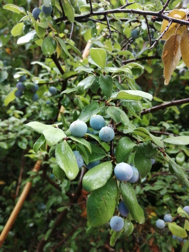 Prunus spinosa