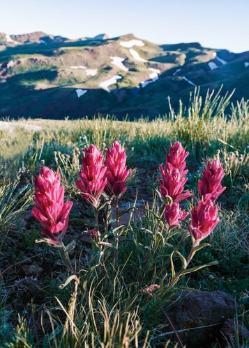 Castilleja parvula