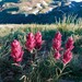 Tushar Mountains Paintbrush - Photo (c) Zach Coury, some rights reserved (CC BY-NC), uploaded by Zach Coury