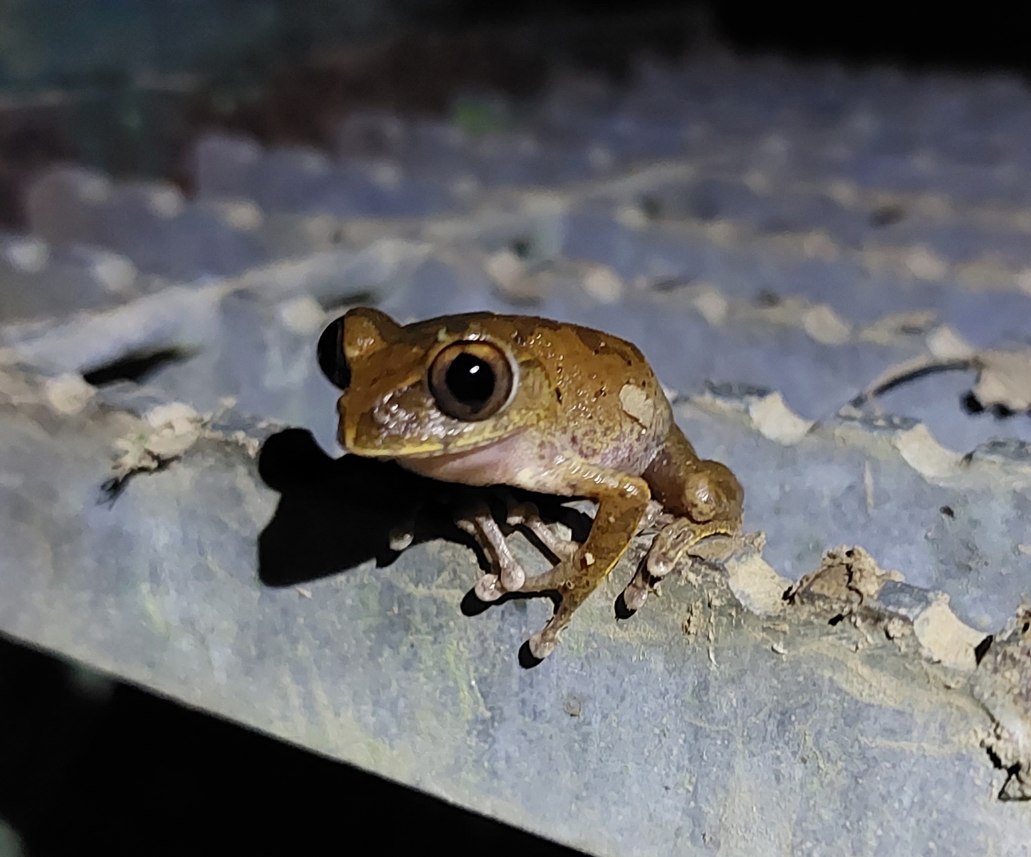 Leptopelis aubryi (Duméril, 1856)