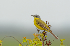 Western Yellow Wagtail photo 3