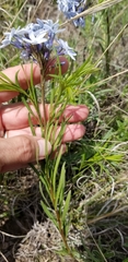 Amsonia ciliata texana