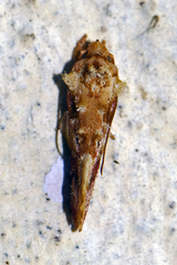 Aeolanthes rhodochrysa