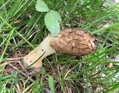 Morchella diminutiva