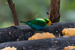 Chlorochrysa nitidissima