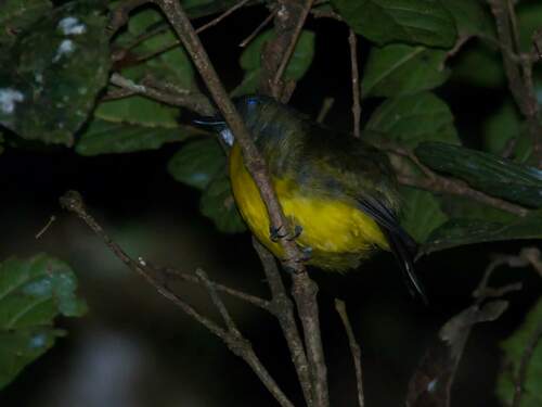 Pachycephala soror observed 2023-08-31