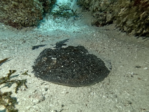 Blackspotted electric ray (Torpedo fuscomaculata) — Torpedinidae — 5