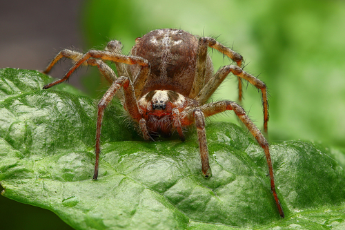 Representative image of Agelena labyrinthica