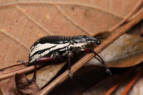 Alocorhinus