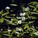Damasonium californicum - Photo (c) subhashc, μερικά δικαιώματα διατηρούνται (CC BY-NC)