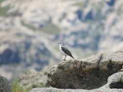 Muscisaxicola rufivertex