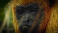 Alouatta macconnelli