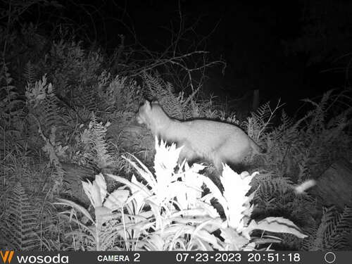 Bobcat photographed in West Virginia