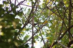 Granatellus venustus