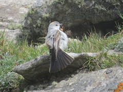 Muscisaxicola rufivertex