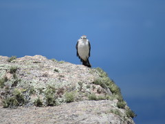 Muscisaxicola rufivertex