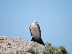 Muscisaxicola rufivertex