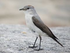 Muscisaxicola rufivertex