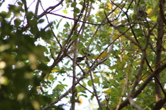 Granatellus venustus