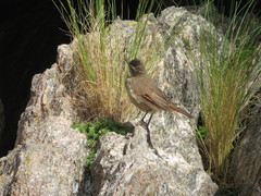 Cinclodes comechingonus