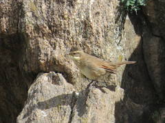 Cinclodes comechingonus