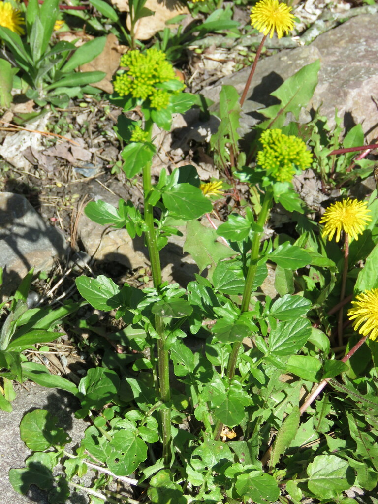 bitter wintercress from Indian Brook Reservoir, Essex, VT 05452, USA on