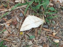 Petrophora chlorosata