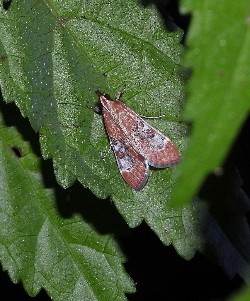 Omiodes stigmosalis