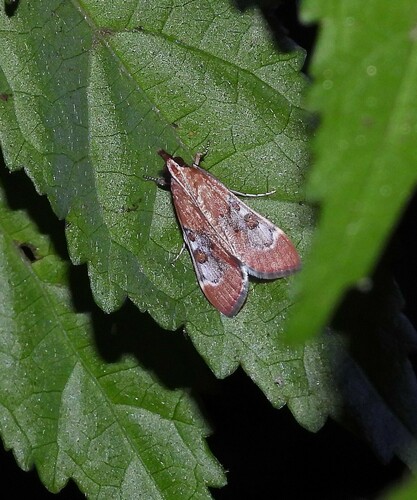 Omiodes stigmosalis