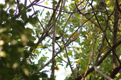 Granatellus venustus