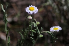 Erigeron algidus