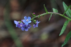 Hackelia velutina