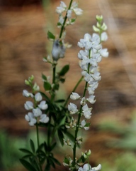 Lupinus arbustus