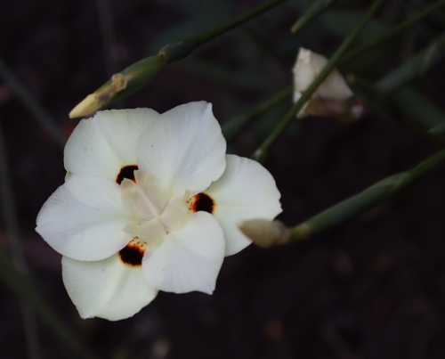 Image of Dietes bicolor by (c) Tony Rebelo, some rights reserved (CC BY-SA)