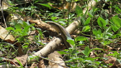 Eutropis lankae