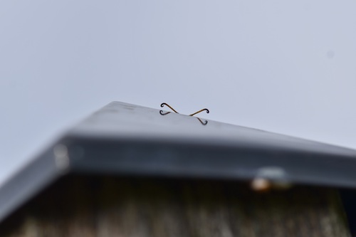 Northern Paper Wasp photo 4