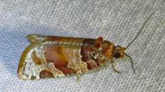 Argyrotaenia kimballi