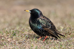 Sturnus vulgaris