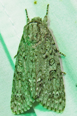 Acronicta impleta