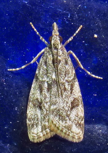 McDunnough's Eudonia photo 6