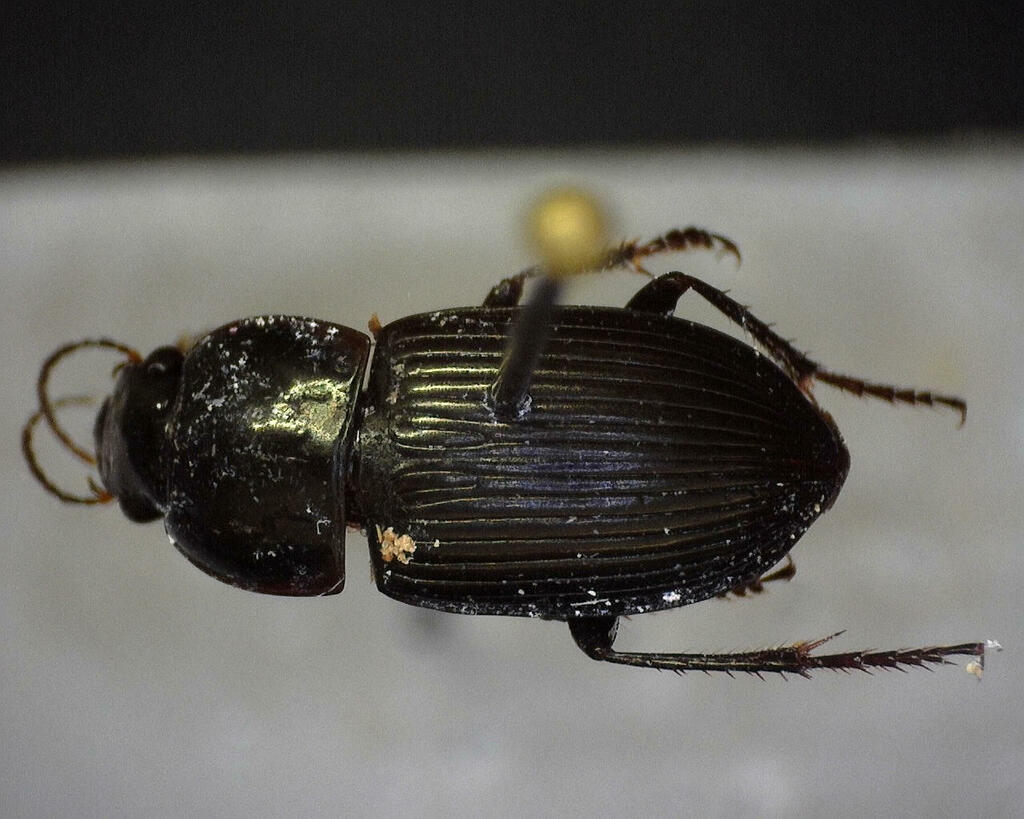 anisodactylus-from-kimble-county-tx-usa-on-may-2-2023-at-01-15-pm-by