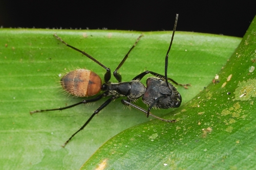 凶猛弓背蚁Camponotus rapax
