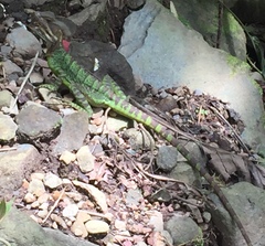 Basiliscus galeritus