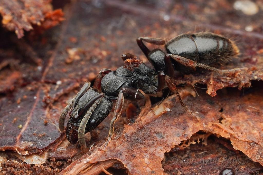 Rapacious Panther Ant