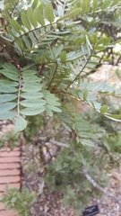 Sophora howinsula