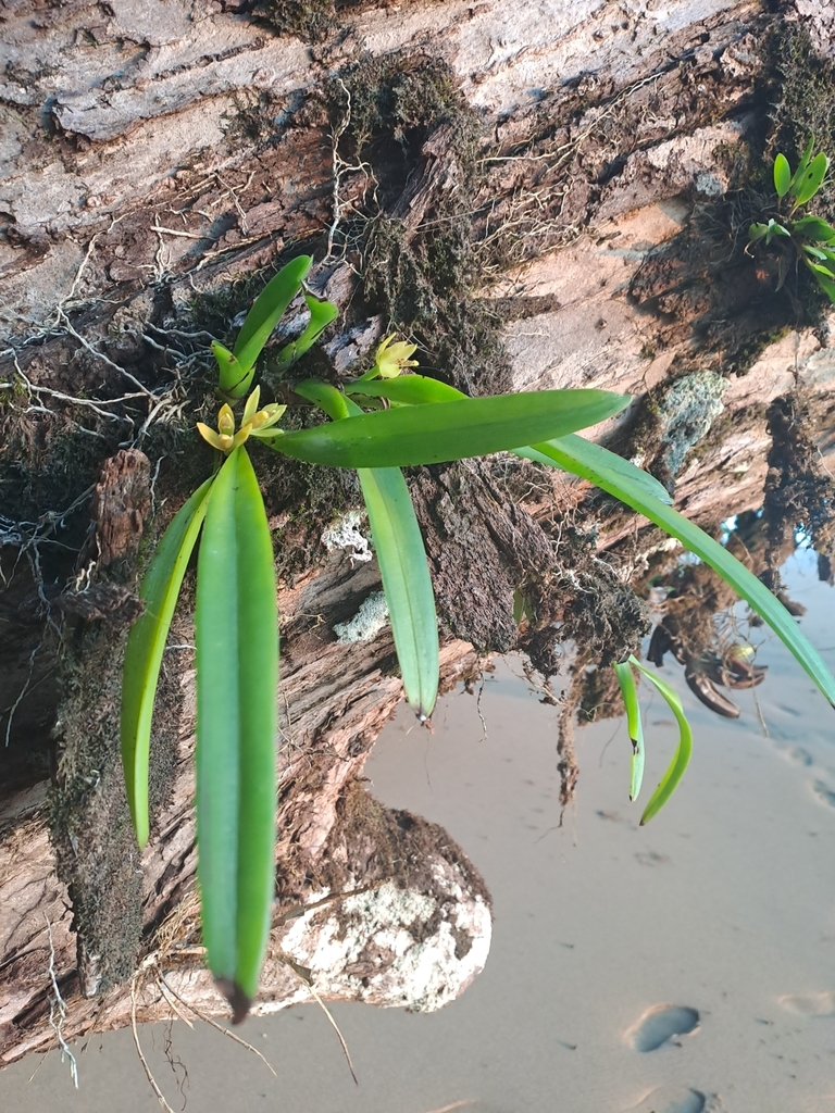Maxillaria crassifolia